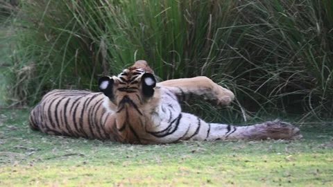 Tiger turning around after being annoyed by a fly in Ranthambore national Vídeos de archivo 334555082