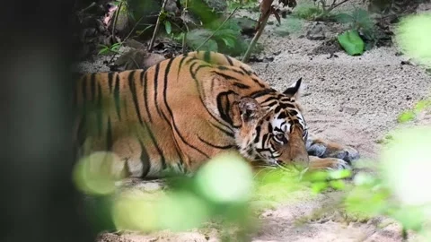  Tiger twitching its ears elegantly in Bandhavgarh national park Stock Footage 254866808