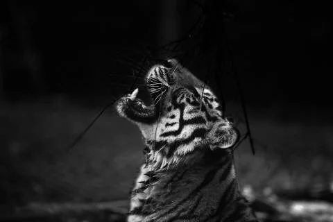 Tiger upward leaf bite Stock Photos