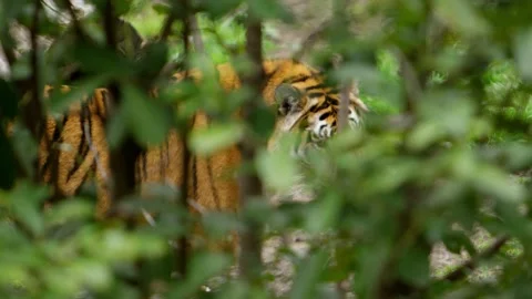 Tiger using forest as camouflage makes eye contact as camera zooms in. Stock Footage 136136747