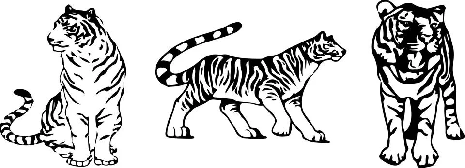 Tiger vector on color background 스톡 일러스트
