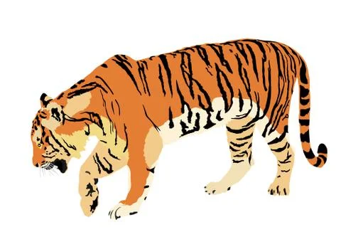 Tiger vector illustration isolated on white background Stock Illustration