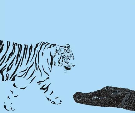 Tiger versus Crocodile Stock Illustration