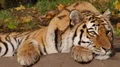 Tiger very close up sitting on rock in sunny green autumn environment 4k or 4k+ Resolution