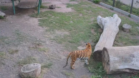 Tiger waiting for the dinner Stock Footage 160483336