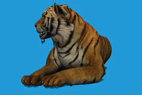 Tiger Waiting On Ground Video stock 25008649