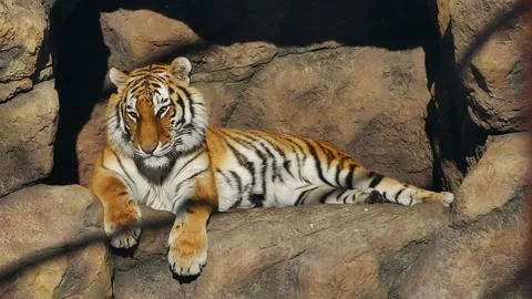 The tiger wakes up lying on a rock. 動画素材 170250484