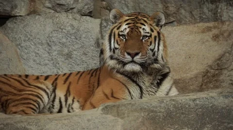 Tiger waking up and staring 스톡 동영상 48147029