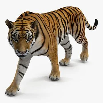 Bengal Tiger 3D Model