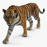 3D Model: Tiger Roar ~ Buy Now #90996497