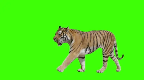 Tiger walking across the frame on green screen. Stock Footage