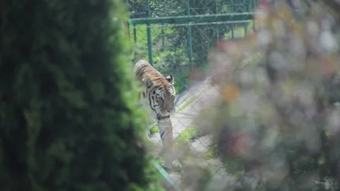 Tiger Walking Along an Enclosure Path Behind Foreground Foliage Stock Footage 347010933