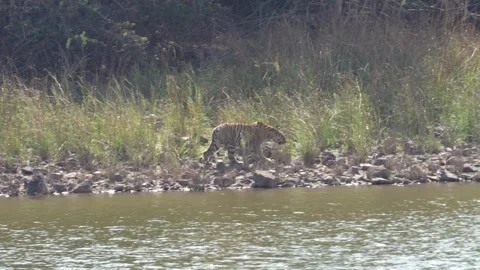 Tiger walking alongside the river in Tadoba national park Stock Footage 340515185