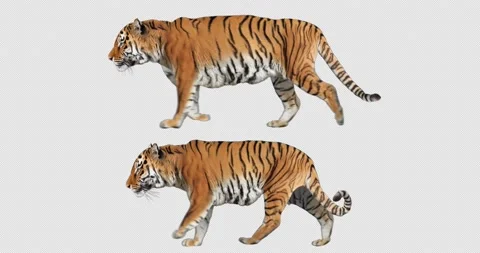 Tiger Walking and Running Stock Footage 201369025
