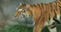 Tiger Walking and Watching HD Footage