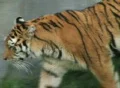 Tiger Walking and Watching Footage