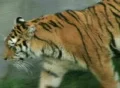 Tiger Walking and Watching SD Footage