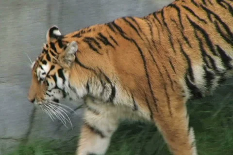 Tiger Walking and Watching Stock Footage 2743417