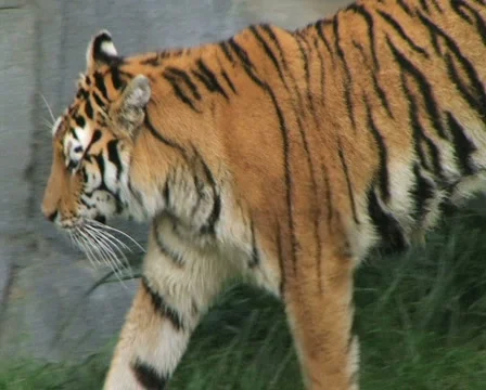 Tiger Walking and Watching 動画素材 2843898