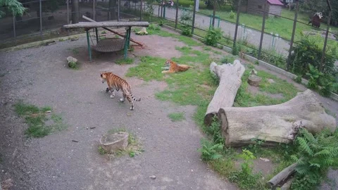 Tiger walking around the cage Stock Footage 156445959