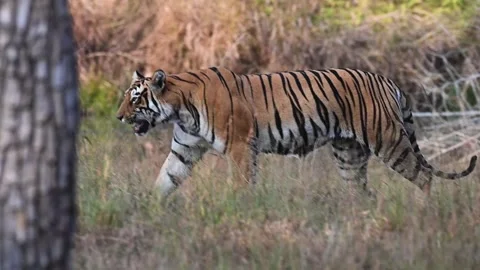 Tiger walking around calling to its children in Tadoba national park Stock Footage 327522289