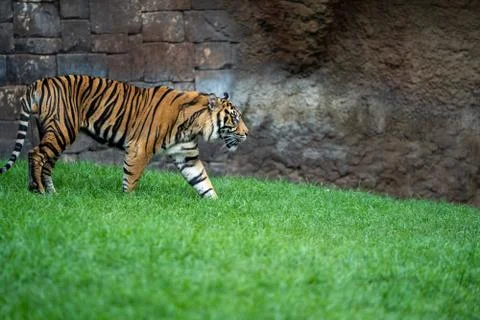 Tiger walking around Stock Photos