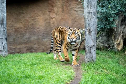 Tiger walking around Stock Photos