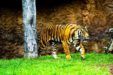Tiger walking around Stock Photos