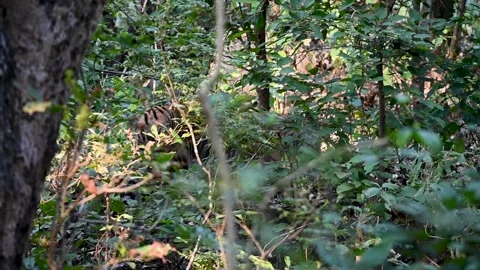 Tiger walking behind the foliage in Jim Corbett national park Stock Footage 303274635