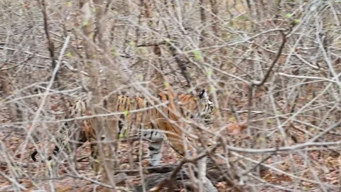 Tiger walking behind a maze of branches in Panna national park Stock Footage 311575208