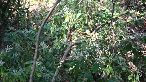 Tiger walking behind the thick foliage of Jim Corbett national park Stock Footage 303274399