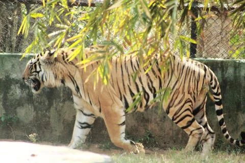 Tiger walking behind the tree Stock Photos