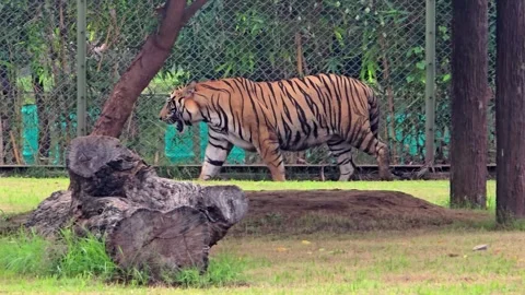 Tiger walking behind tree trunks in a grassy zoo enclosure Stock Footage 344155838