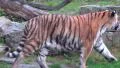 Tiger walking between ruins and disappears behind bush HD Footage