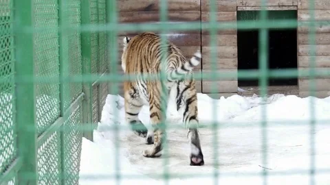 Tiger is walking in the cage Stock Footage 73325559