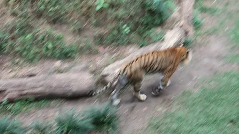 A tiger walking in captivity Stockbeeldmateriaal 237753457