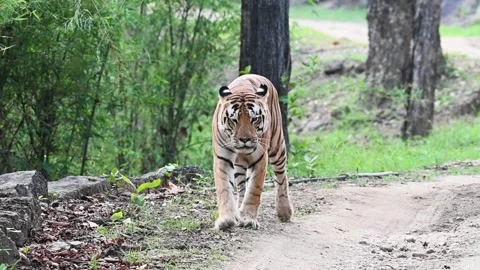 Tiger walking down the safari trail of Kanha national park on an overcast day Stock Footage 277976591