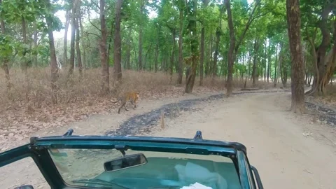 Tiger walking on the edge of the track Stock Footage 207392486