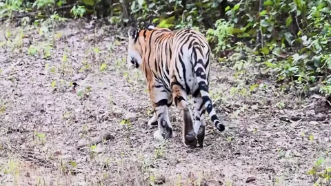 Tiger walking elegantly away in Kanha national park Stock Footage 299895600