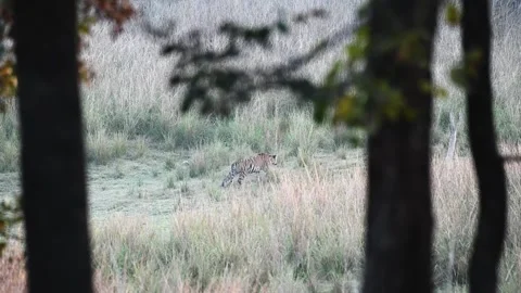 Tiger walking elegantly in the beautiful forest of Pench national park Stock Footage 272924044