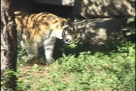 Tiger Walking Stock Footage 298614