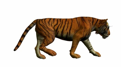 Tiger Walking Stock Footage 942292