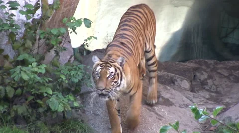 Tiger walking Stock Footage 42105527