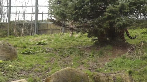 Tiger Walking Stock Footage 48836820