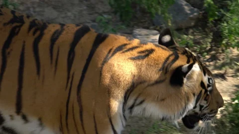 Tiger is walking Stock Footage 115172070
