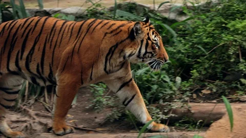 Tiger walking Stock Footage 128098888