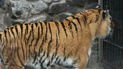 Tiger is walking 库存影片 155167703