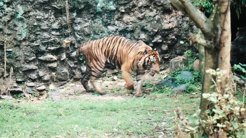 TIGER WALKING Stock Footage 217679755