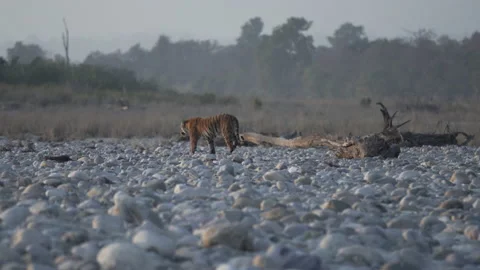 Tiger walking in forest. Stock Footage 207085764