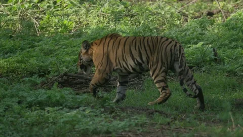 Tiger Walking in Forest Stock Footage 211832611